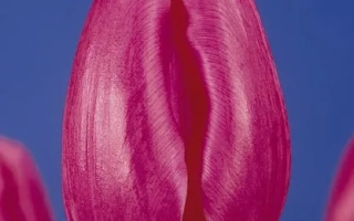 Тюльпан сорту Росе Тендре на синьому фоні