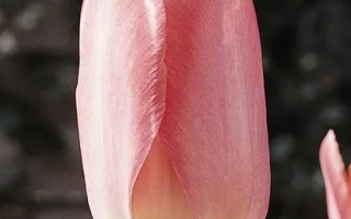 Рожевий тюльпан - Рожеві Крила