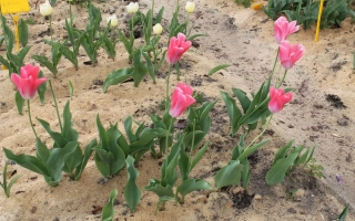 Розовые тюльпаны в земле - Роузи уингс