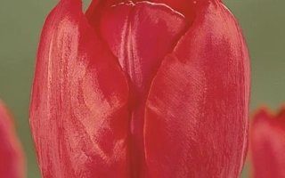 Червоний тюльпан на зеленому фоні - Rover Lady