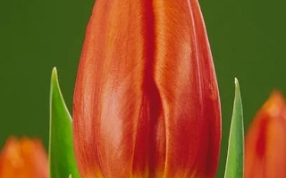 Червоний тюльпан на зеленому фоні - Роял Датч