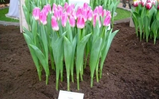 Рожеві тюльпани Royal Ten у квітковій композиції - Роял Тен