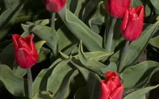 Червоні тюльпани на фоні зелені - Рубь Принце