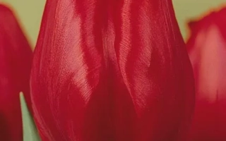 Червоний тюльпан Ruby Red на зеленому фоні - Рубь Ред