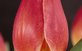 Червоний тюльпан сорту Сацрамэнто на темному фоні - Сакраменто