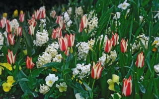 Поле тюльпанов разных цветов, включая белые и красно-белые сорта - САД СЧАСТЬЯ
