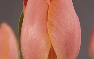 Тюльпан сорту Salmon Pearl на фоні - Салмон Пеарл