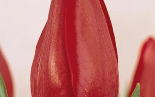 Червоний тюльпан сорту Самсон