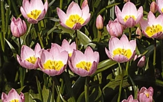 Розовые тюльпаны с желтыми центрами на зеленом фоне - саксатилис