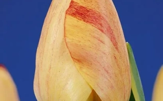 Тюльпан жовто-червоного кольору на синьому фоні - Сільверстрім