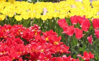 Поле тюльпанов: красные и желтые цветы на фоне зеленого поля - Скиф