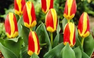 Красно-жёлтые тюльпаны на зелёном фоне - Стресса / Стреза