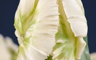 Супэр Паррот®