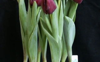 Супри Блацк