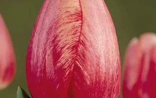 Сурприсэ Стар