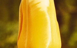 Свеет Хармони