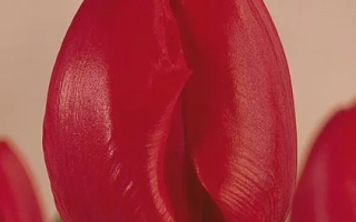 Свеетест Спринг