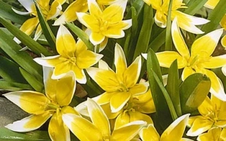 Жёлтые тюльпаны сорта Тарда на фоне зелёных листьев