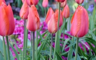 Тюльпаны розового цвета на зелёных стеблях - Темпл оф Бьюти