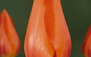 Тэмплэ'с Фавоуритэ