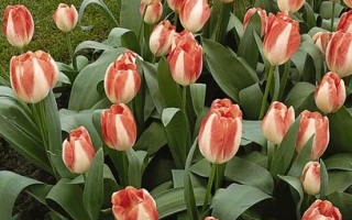 Тэндэр Бэауть