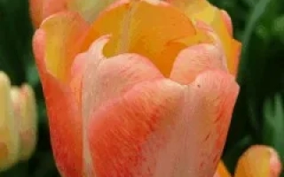 Тэqуила Сунрисэ