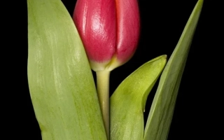 Тэтрь Луцкь Тэтраплоидэ