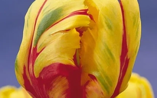 Тэxас Фламэ