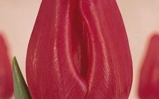 Тхе Моунтиес