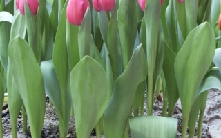 Тинэкэ ван дэр Мээр