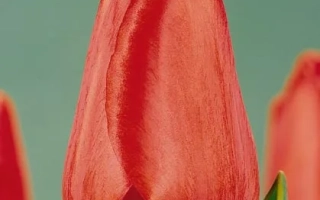 Тон Аугустинус