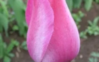 Розовый тюльпан на фоне зелени - ТОНЯ