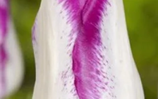 Тюльпан Топ Эфейр с белой и фиолетовой окраской лепестков