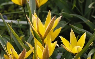 Желтые тюльпаны урумиэнсис на фоне зелени