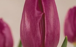 Ван дэр Нээр