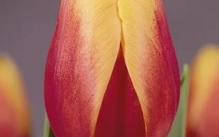 Ван Нэллэ Традитионал