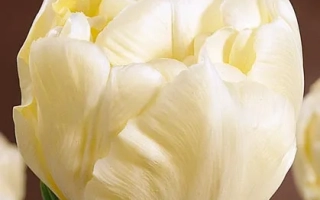 Белый тюльпан сорта Верона - Вэрона