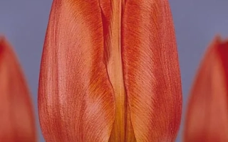 Красно-оранжевый тюльпан на фиолетовом фоне - Вэрониqуэ Сансон