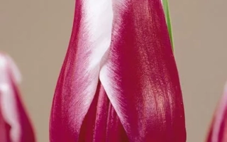 Тюльпан сорта Victory Maid на фоне - Вицторь Маид