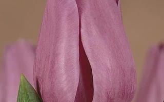 Розовый тюльпан сорта Виолэт Бэауть на размытом фоне