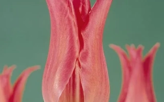 Тюльпаны Вириль Пинк на зелёном фоне