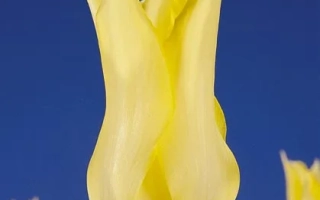 Желтый тюльпан на синем фоне - Вириль Ьэллоw