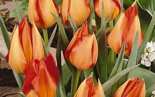 Тюльпаны сорта 'Тангэринэ Бэауть' на фоне зелени