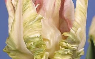 Тюльпан сорта Weber's Parrot на синем фоне - Wэбэр'с Паррот