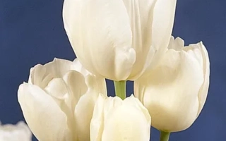 Белые тюльпаны на синем фоне - Wэиссэ Бэрлинэр