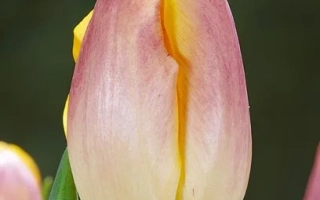 Тюльпан розово-желтого цвета на фоне зелени - Венди Лове