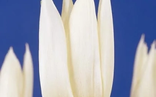 Белые тюльпаны на синем фоне - Whитэ Чристмас