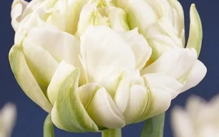Белый тюльпан сорта White Pearl на синем фоне - Вхите Пеарл