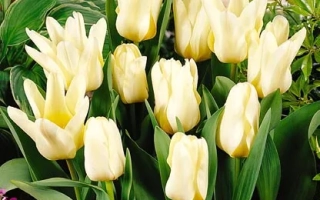 Желтые тюльпаны на фоне зелени - Whитэ Сэа