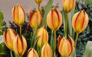 Тюльпаны Whittallii на фоне зелени - Whитталлии